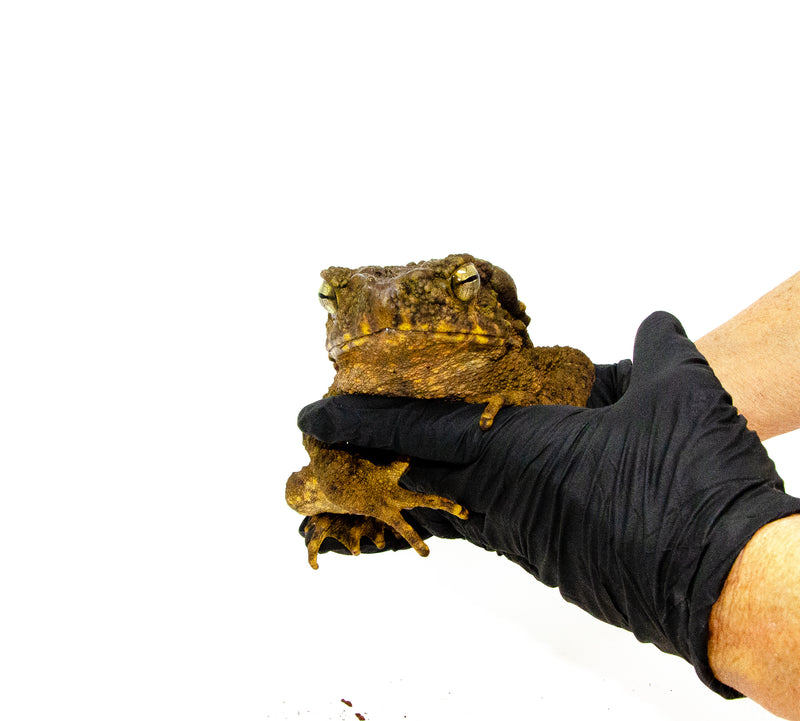 Giant Asian River Toad Adults